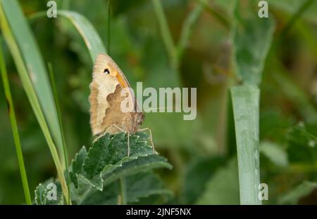detailed closeup of a meadow brown butterfly (Maniola jurtina) Stock Photo