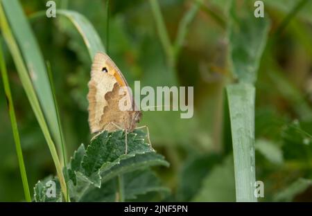 detailed closeup of a meadow brown butterfly (Maniola jurtina) Stock Photo