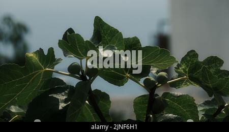 Small green figs under green leaves Stock Photo