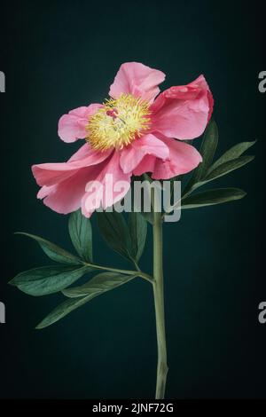 Red Peony on textured dark background Stock Photo