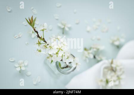 White Cherry Blossom in glass vase Stock Photo
