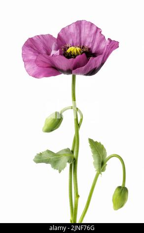 Purple Poppy [ Papaver ] isolated on white background Stock Photo