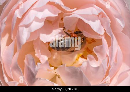 close up of bee gathering pollen in pink rose Stock Photo