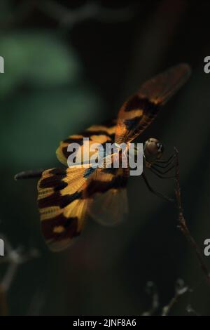 a female common picture wing dragonfly or variegated flutterer (rhyothemis variegata) sitting on a branch, tropical rainforest in india Stock Photo