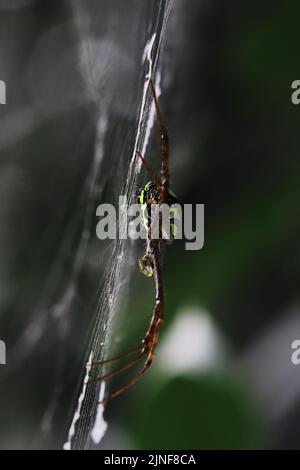 spider web or spider silk and small predator signature spider (argiope anasuja) waiting for prey, tropical rainforest in india Stock Photo