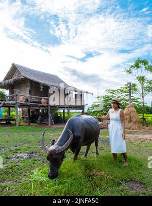 Eco farm homestay with a rice field in central Thailand, paddy field of rice during rain monsoon season in Thailand. Asian woman at a homestay farm in Thailand with a buffalo Stock Photo