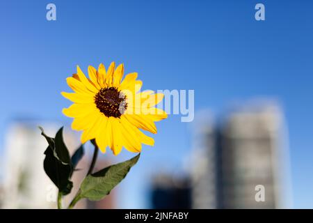 Sunflower photograph, captured on a Southern Hemisphere winter morning. Stock Photo