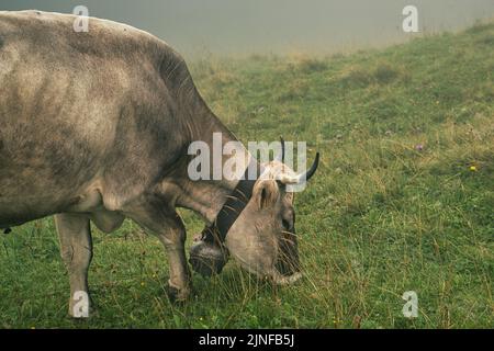 Pasture cattle in the untouched mountain ranges of the Bregenzerwald Stock Photo