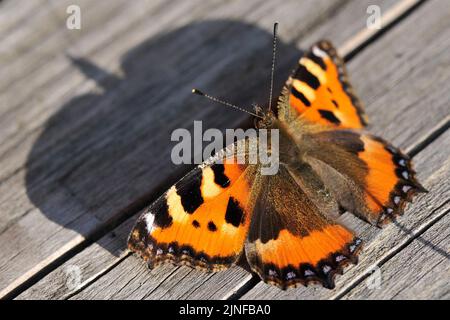 Small tortoiseshell butterfly, Aglais urticae, sunbathing on wooden planks. Stock Photo