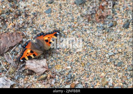 Small tortoiseshell butterfly, Aglais urticae, resting on sandy surface Stock Photo