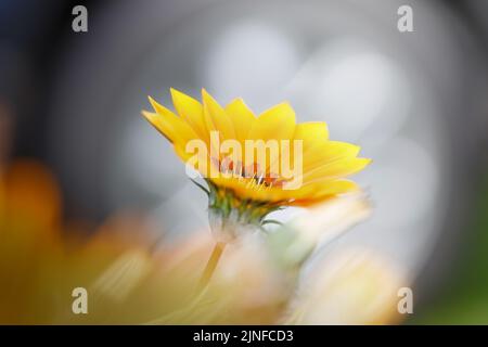 Yellow elegant flower on a light blurred background. Stock Photo