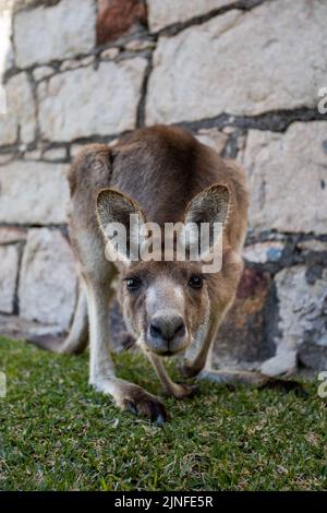 A vertical shot of a Kangaroo at Trial Bay Gaol in South West Rocks, New South Wales, Australia Stock Photo
