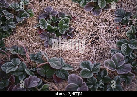 Early morning frosts, adds an icing to strawberry plants growing during the Southern Hemisphere's winter months in South Africa's Kamberg Valley Stock Photo