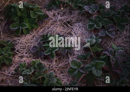 Early morning frosts, adds an icing to strawberry plants growing during the Southern Hemisphere's winter months in South Africa's Kamberg Valley Stock Photo