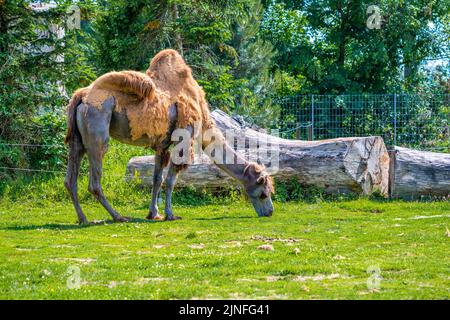 Two humped camel (latin name Camelus bactrianus), detail of animal. Stock Photo