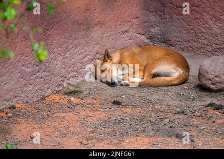 Dingo dog (latin name Canis lupus dingo) is resting at the ground. Stock Photo