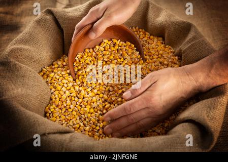 Caucasian male hands filling clay bowl with maize corns from burlap sack Stock Photo