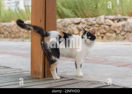 A white cat with black spots walks down the street. Homeless animals. Stock Photo