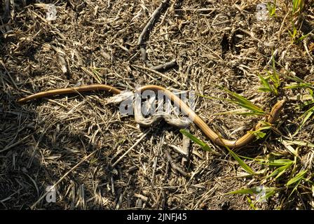 The Slow-worm is not in fact a snake, but a leg-less lizard. They have an obvious neck and are totally harmless. They are found on heaths and moors Stock Photo