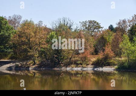 London, UK. 11th August 2022. Autumn colours arrive early in Wanstead Park in northeast London, as heatwaves and drought caused by climate change continue in the UK. Credit: Vuk Valcic/Alamy Live News Stock Photo