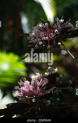 A vertical shot of starburst bush (clerodendrum quadriloculare) in the garden Stock Photo
