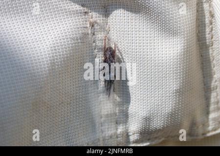 Large house spider wrapped in its own web over wintering in a shed