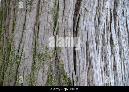 Bark with moss Stock Photo