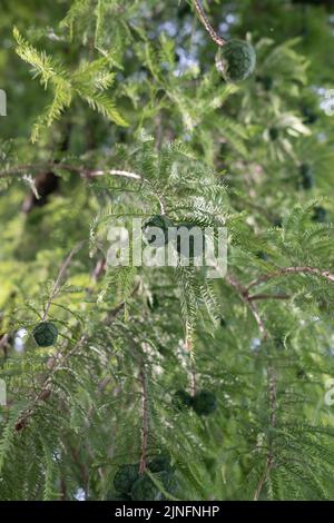 Taxodium distichum with green cones Stock Photo