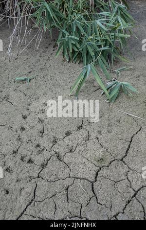 Climate change, drought in the field. The soil starts to crack. Stock Photo