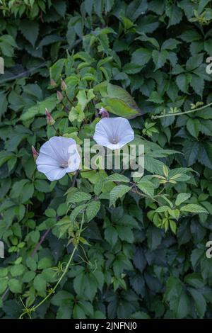 White flowers of Ipomoea violacea growing on the wall of virginia creeper Stock Photo