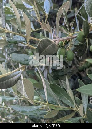 Olive branch with growing green olives. Branch of olive tree with fruits Stock Photo