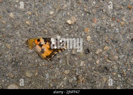 Photo of a butterfly that died because it was run over by a motorist on an asphalt road Stock Photo
