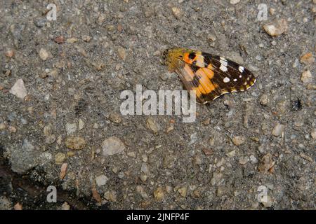 Photo of a butterfly that died because it was run over by a motorist on an asphalt road Stock Photo