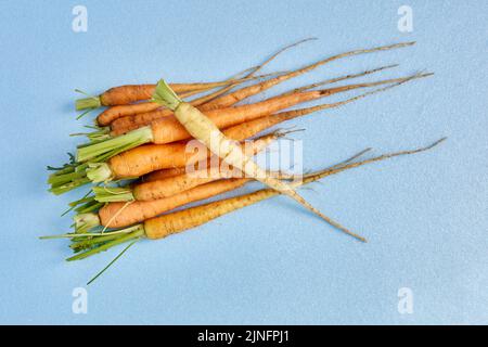 Bunch of early carrots with cut top leaves on blue background. Root crop with cut tops lies on table. First vegetable with cut haulm is plucked from Stock Photo