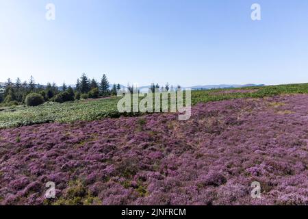 Berwyn Range, North Powys Wales August 11th 2022 - A patchwork of green bracken and purple heather produce vibrant colours on very dry land on the Berwyn Range in North Pwys. Pic by Credit: SCOTT CM/Alamy Live News Stock Photo