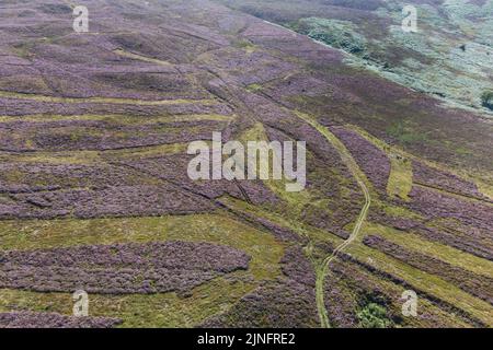 Berwyn Range, North Powys Wales August 11th 2022 - A patchwork of green bracken and purple heather produce vibrant colours on very dry land on the Berwyn Range in North Pwys. Pic by Credit: SCOTT CM/Alamy Live News Stock Photo