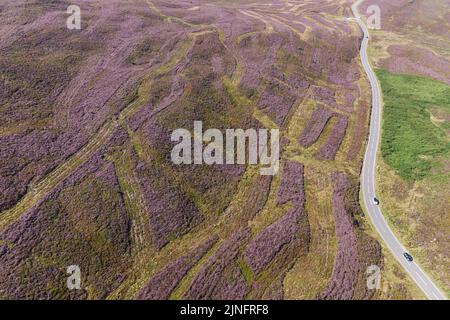 Berwyn Range, North Powys Wales August 11th 2022 - A patchwork of green bracken and purple heather produce vibrant colours on very dry land on the Berwyn Range in North Pwys. Pic by Credit: SCOTT CM/Alamy Live News Stock Photo
