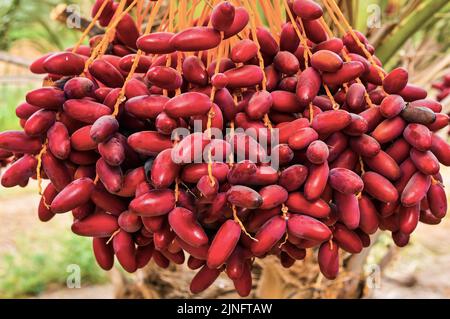 Bunch of red dates in the Oman Stock Photo