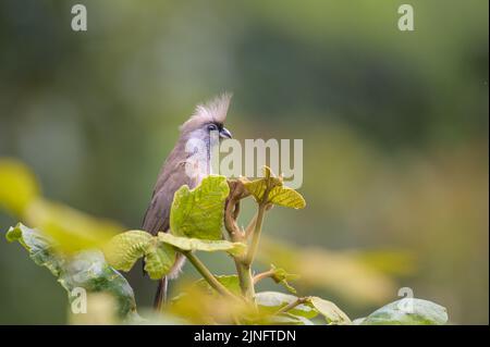 A Speckled Mousebird (Colius striatus) sitting on a tree near Lake Bunyonyi (Uganda) Stock Photo