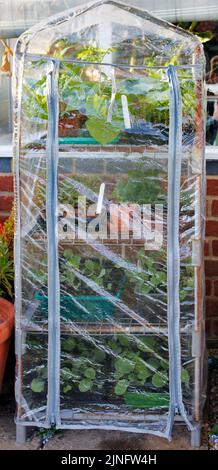 Mini greenhouse protection for plants and seedlings in early spring Stock Photo