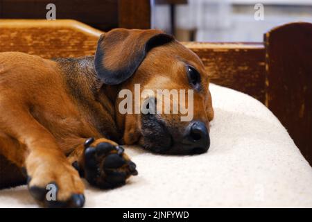 The dog lies on the bed. Miniature red dachshund dozing at home on the bed Stock Photo