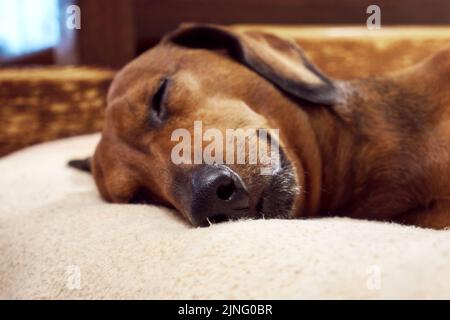 Domestic dog is sleeping on the bed. Sleeping dachshund muzzle close up. Selective Focus Stock Photo