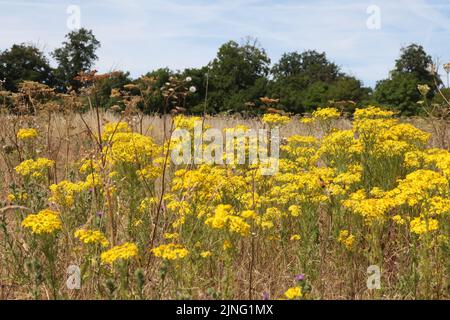 Hoary Ragwort 'Senecio Erucifolius' British meadow field wildflowers, Langley Vale, Epsom, Surrey, England, UK, July 2022 Stock Photo