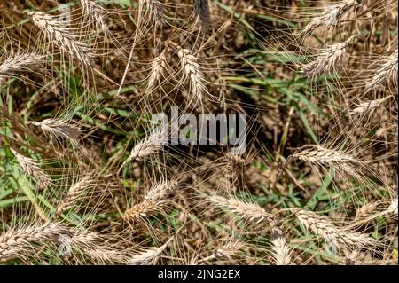 Top view of golden wheat ears ready to be harvested in the summer season, Tuscany, Italy Stock Photo