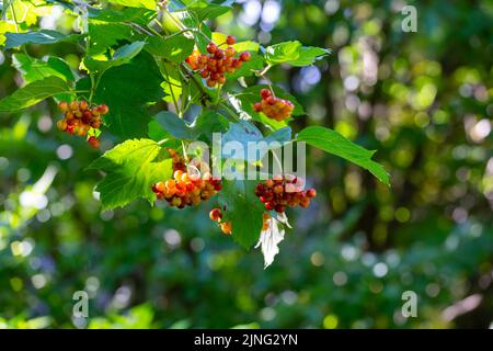Red fruit on a tree in a garden on a summer afternoon Stock Photo