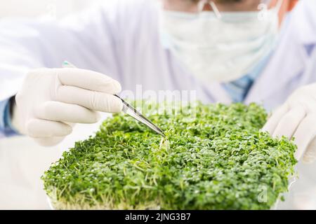 Unrecognizable scientist wearing white coat and rubber gloves analyzing experiment results while checking quality of GMO plants Stock Photo