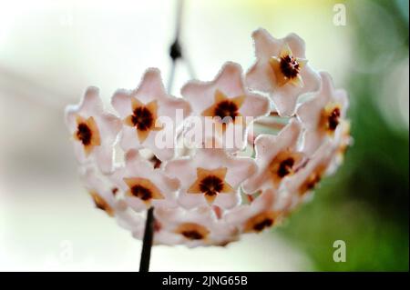 Flowers, Wax flower, Hoya carnosa. Stock Photo