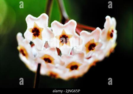 Flowers, Wax flower, Hoya carnosa. Stock Photo