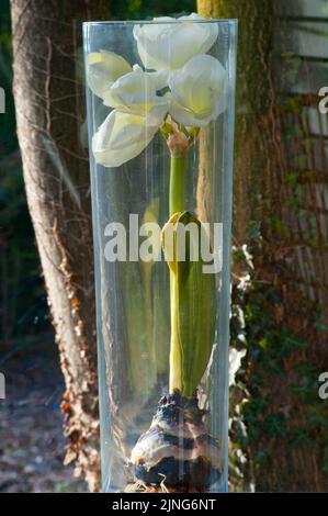 Flowers, white amaryllis in glass vase. Stock Photo