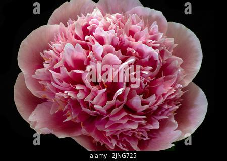 Flowers, Pink peony, Paeonia officinalis. Stock Photo